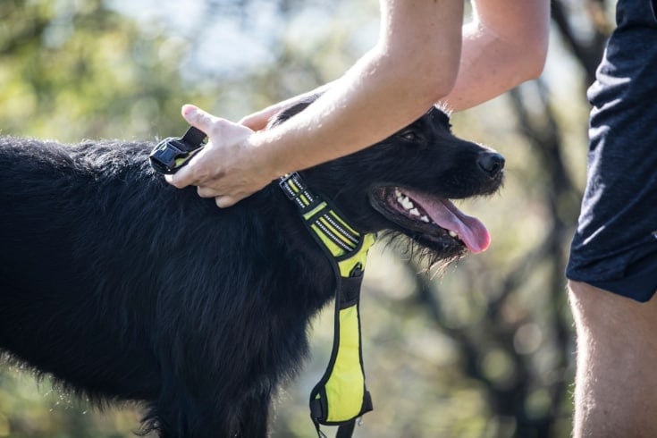 Young Man Putting Harness on His Dog 1