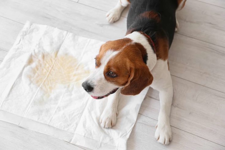 a dog near underpad with wet spot on the floor e1647522085311