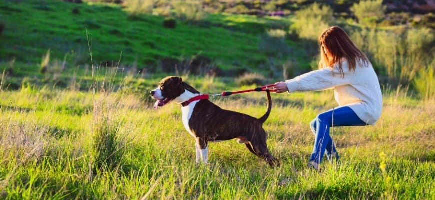 Naughty dog pulling on a leash