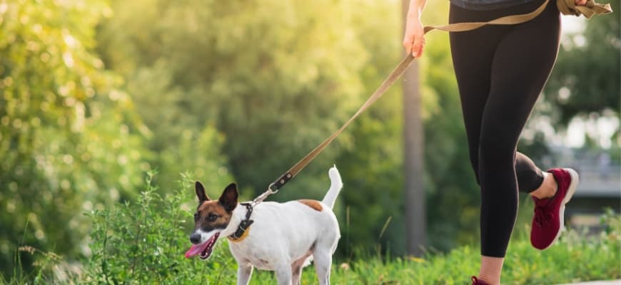 Dog on the Leash with Jogger