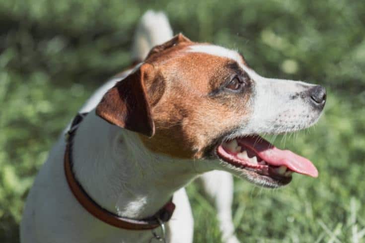 Dehydrated Jack Russell Terrier dog at hot day needs water