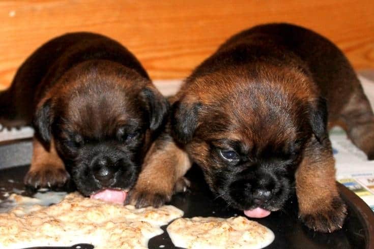 Puppies being weaned onto solid food 3 weeks old