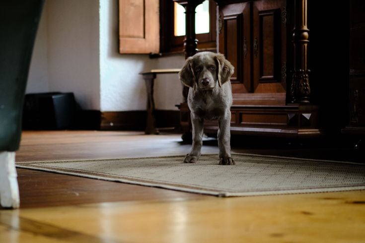 dog inside a house