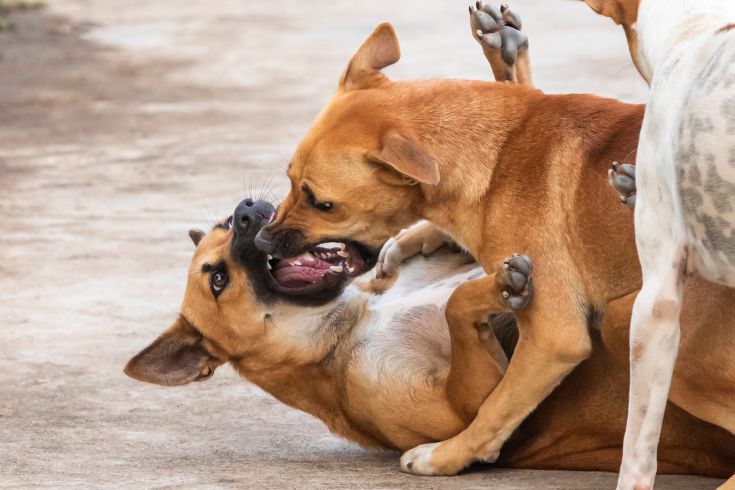 Dogs fighting