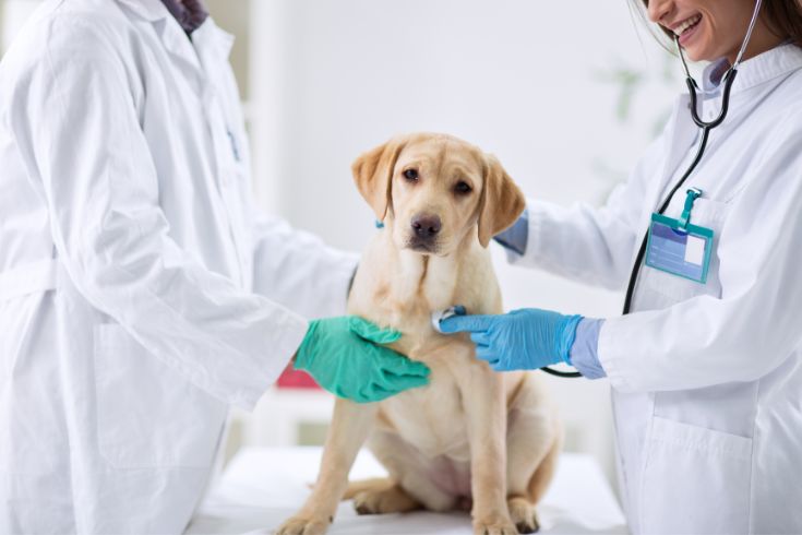 Don being checked by two vets