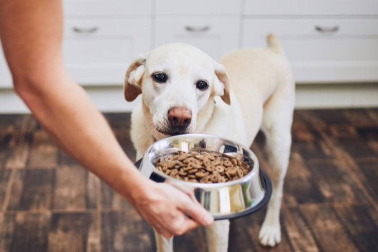 pet owner giving dog fod