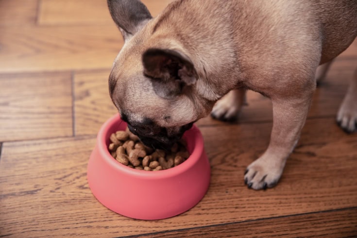 puppy eating