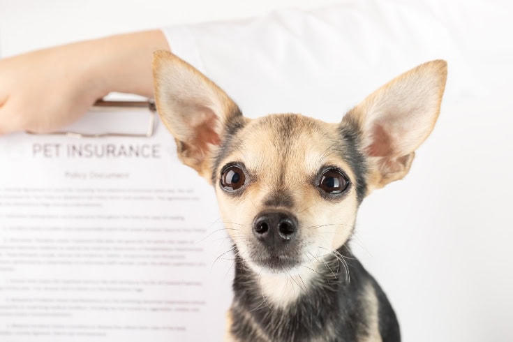 Dog Insurance